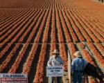 California AB 789: Proposed 25% Farm Worker Wage Hike Sparks Industry Opposition Over Cost Increases