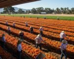 California Boosts Farmworker Heat Safety with Sweeping New Law