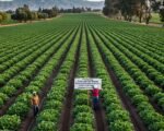 California Farm Labor Shakeup: AB 2030 Boosts Worker Pay, Raises Grower Cost Concerns