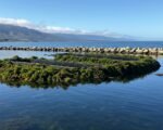 California Unveils $50M Fund to Grow Sustainable Aquaculture, Kelp Industries