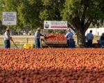 Historic California Law Elevates Farmworker Wages to $20 and Boosts Safety Standards