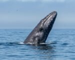 Pacific Gray Whales Show Troubling Signs Despite End of Mortality Event