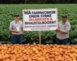 WA Farmworker Union Strike Culminates in Landmark Wage & Healthcare Boost Agreement