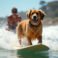 Wave-Riding Canines Conquer the Pacific at World Dog Surfing Championships