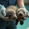 West Coast Conservationists Celebrate Rescue of Endangered Seal Pups