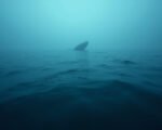 21st Gray Whale Found Dead in Washington | West Coast Observer