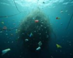 World Oceans Day Urgency for Marine Life Health | West Coast Observer