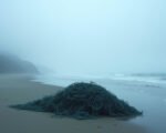 Humpback Deaths Surge Record Year Looms