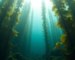 Salish Sea Revival Oysters Kelp Thrive | West Coast Observer