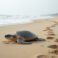 Climate Shift: Olive Ridley Turtles Nest on U.S. West Coast